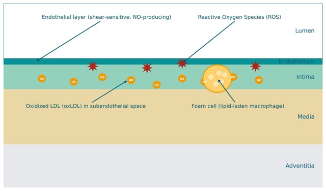 rbc glutathione test what does it measure Glutathione Quantification in Live Cells with Real-Time Imaging and Flow  Cytometry main image 1